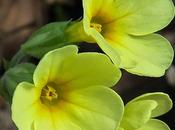 Primevère élevée (Primula elatior)