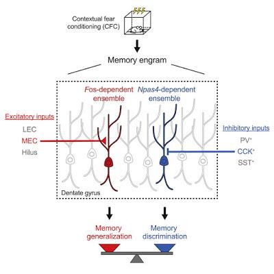 #Cell #mémoire #neurones Ensembles Neuronaux Distincts au sein des Engrammes de Mémoire