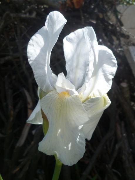 fleurs,jardin,jardinage,promenade,cour,plantes,loisirs,mars,soleil