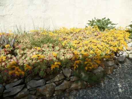 fleurs,jardin,jardinage,promenade,cour,plantes,loisirs,mars,soleil