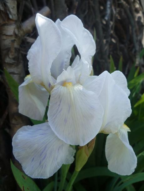 fleurs,jardin,jardinage,promenade,cour,plantes,loisirs,mars,soleil