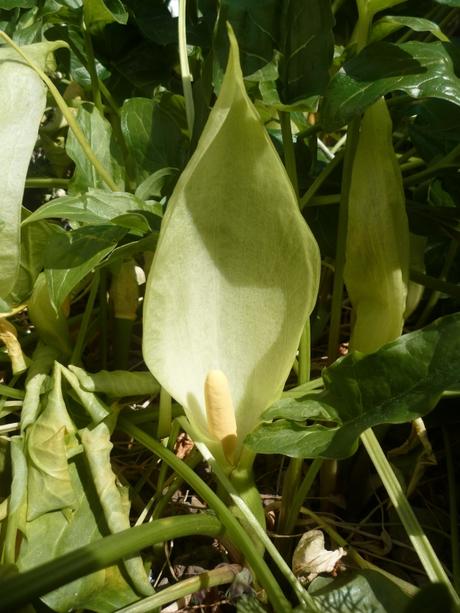 fleurs,jardin,jardinage,promenade,cour,plantes,loisirs,mars,soleil