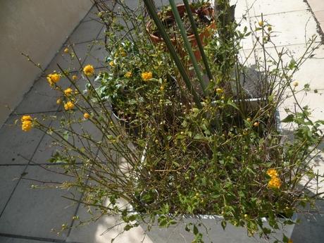 fleurs,jardin,jardinage,promenade,cour,plantes,loisirs,mars,soleil