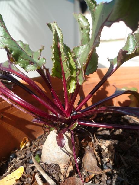 fleurs,jardin,jardinage,promenade,cour,plantes,loisirs,mars,soleil