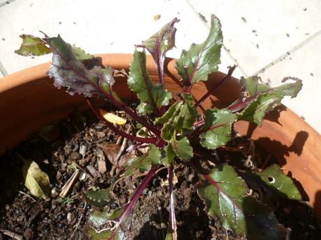 fleurs,jardin,jardinage,promenade,cour,plantes,loisirs,mars,soleil