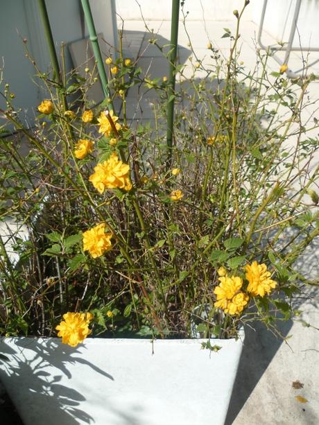 fleurs,jardin,jardinage,promenade,cour,plantes,loisirs,mars,soleil