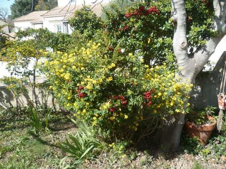 fleurs,jardin,jardinage,promenade,cour,plantes,loisirs,mars,soleil