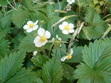 fleurs,jardin,jardinage,promenade,cour,plantes,loisirs,mars,soleil