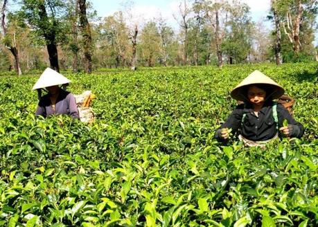 Culture du thé au Vietnam