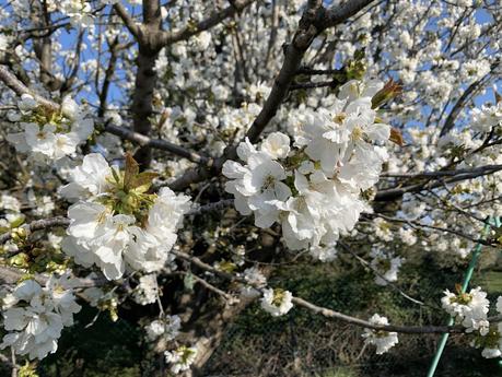 Confinement sous un cerisier, mais...
