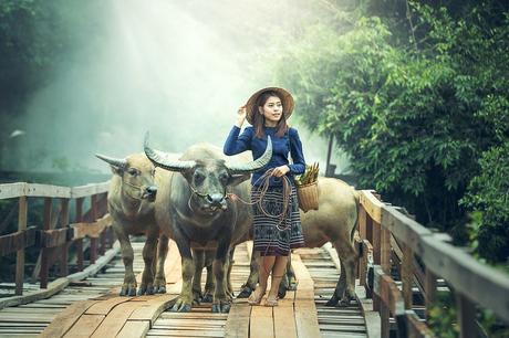 Le bai jia bei ou la couverture aux 100 vœux Animaux, Asie, Buffalo, Cambodge, Les Cambodgiens