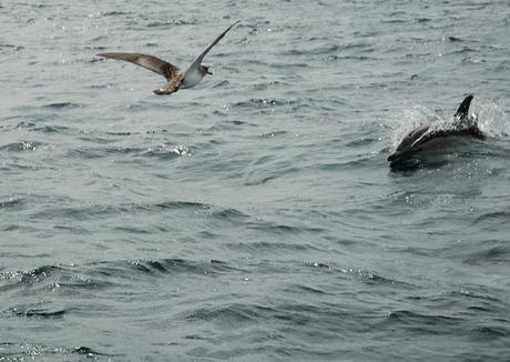 Mouette, Dauphin, Océan, La Faune, Nature, Battant