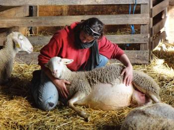Florence Robert, Bergère des collines |  Notes d’agnelage, du 20 mars au 25 avril