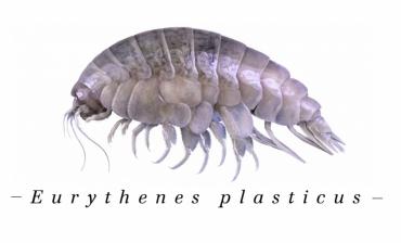 Une nouvelle espèce de crustacé des grands fonds marins contaminée par le plastique