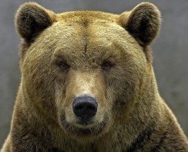 carnet,note,journal,christian cottet-emard,nature,campagne,nourriture,blog littéraire de christian cottet-emard,confinement,contemplation,prédation,prédateur,virus,pandémie,ours,jim harrison,un sacré gueuleton,canard,vin,poisson,bourgogne blanc,barbaresco,barolo,ladoix,roussette du bugey,crozes-hermitage,narcisse,jonquille,érythrone,renoncule,bouton d'or,vallon,lac,pécharman,confit de canard,graisse de canard,pommes de terre,faisan,choux,faisan aux quatre choux