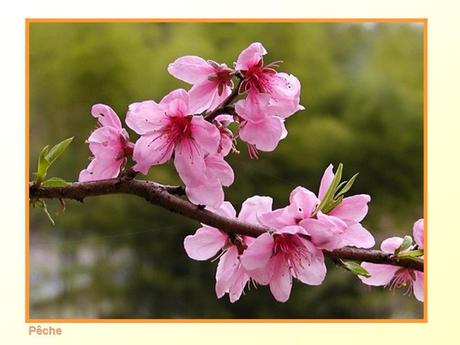 Divers -Fleurs et Fruits....