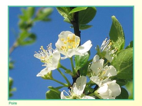 Divers -Fleurs et Fruits....