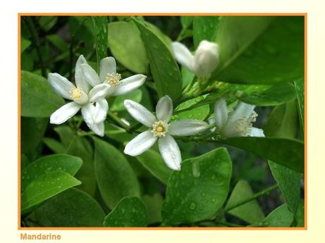 Divers -Fleurs et Fruits....