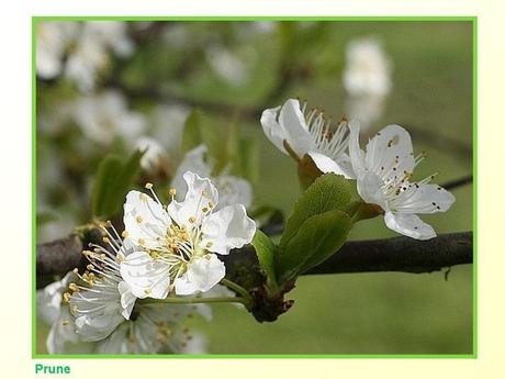 Divers -Fleurs et Fruits....