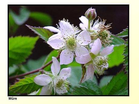 Divers -Fleurs et Fruits....
