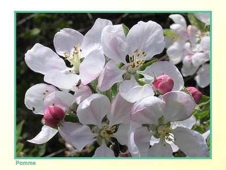 Divers -Fleurs et Fruits....