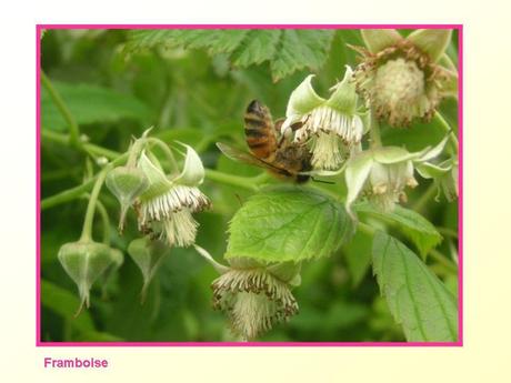 Divers -Fleurs et Fruits....