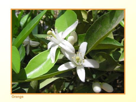 Divers -Fleurs et Fruits....