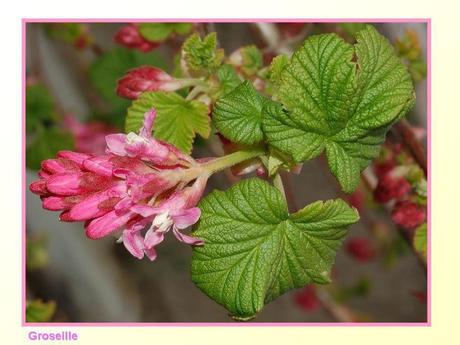 Divers -Fleurs et Fruits....