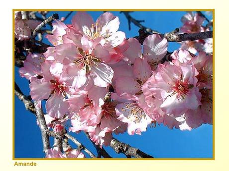 Divers -Fleurs et Fruits....
