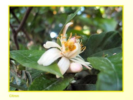Divers -Fleurs et Fruits....
