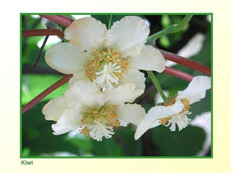 Divers -Fleurs et Fruits....
