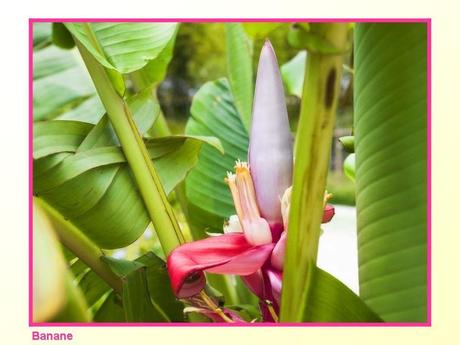 Divers -Fleurs et Fruits....
