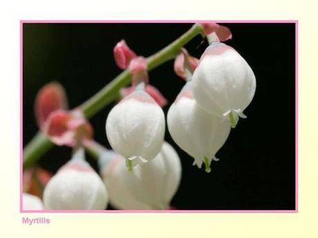 Divers -Fleurs et Fruits....