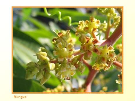 Divers -Fleurs et Fruits....