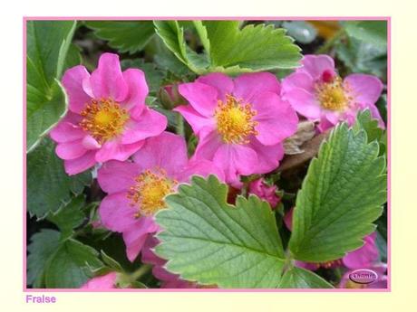 Divers -Fleurs et Fruits....