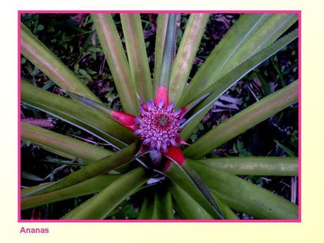 Divers -Fleurs et Fruits....
