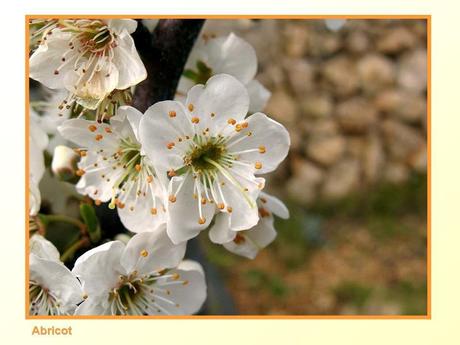 Divers -Fleurs et Fruits....
