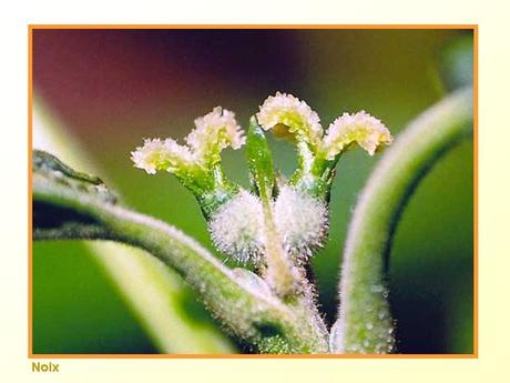 Divers -Fleurs et Fruits....