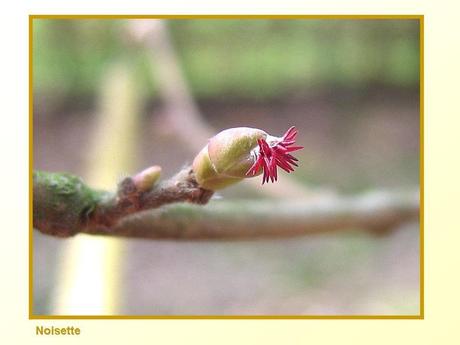 Divers -Fleurs et Fruits....