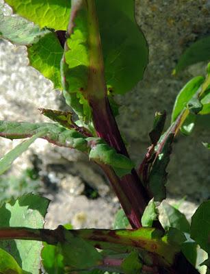 Laiteron maraîcher (Sonchus oleraceus)