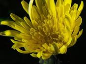 Laiteron maraîcher (Sonchus oleraceus)