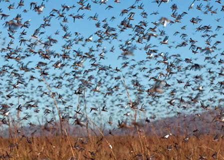 L’Algérie déjà mise à rude épreuve par la chute des prix du pétrole est menacée par les criquets pèlerins