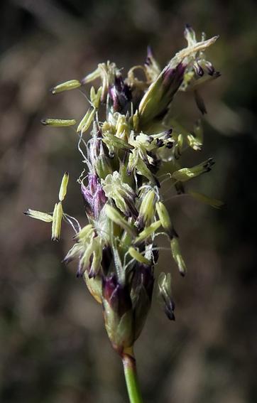 Seslérie bleue (Sesleria caerulea) Seslérie bleue (Sesleria caerulea)