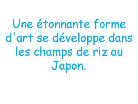 Le Japon - Les Rizières - 
