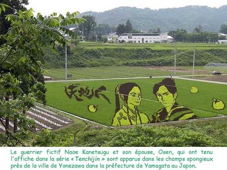 Le Japon - Les Rizières - 