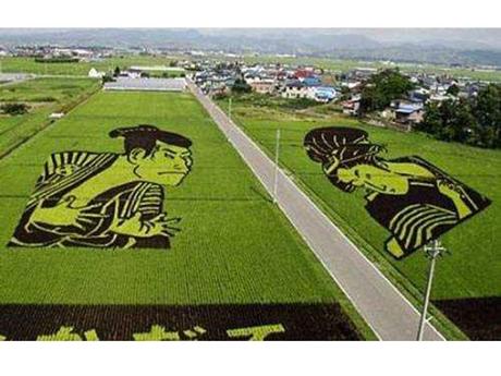 Le Japon - Les Rizières - 