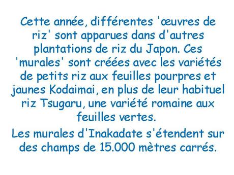 Le Japon - Les Rizières - 