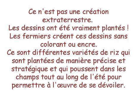 Le Japon - Les Rizières - 