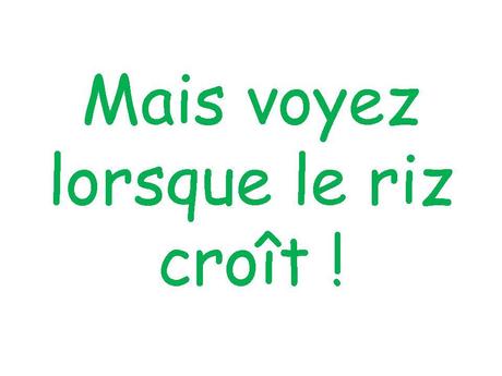 Le Japon - Les Rizières - 