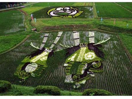 Le Japon - Les Rizières - 